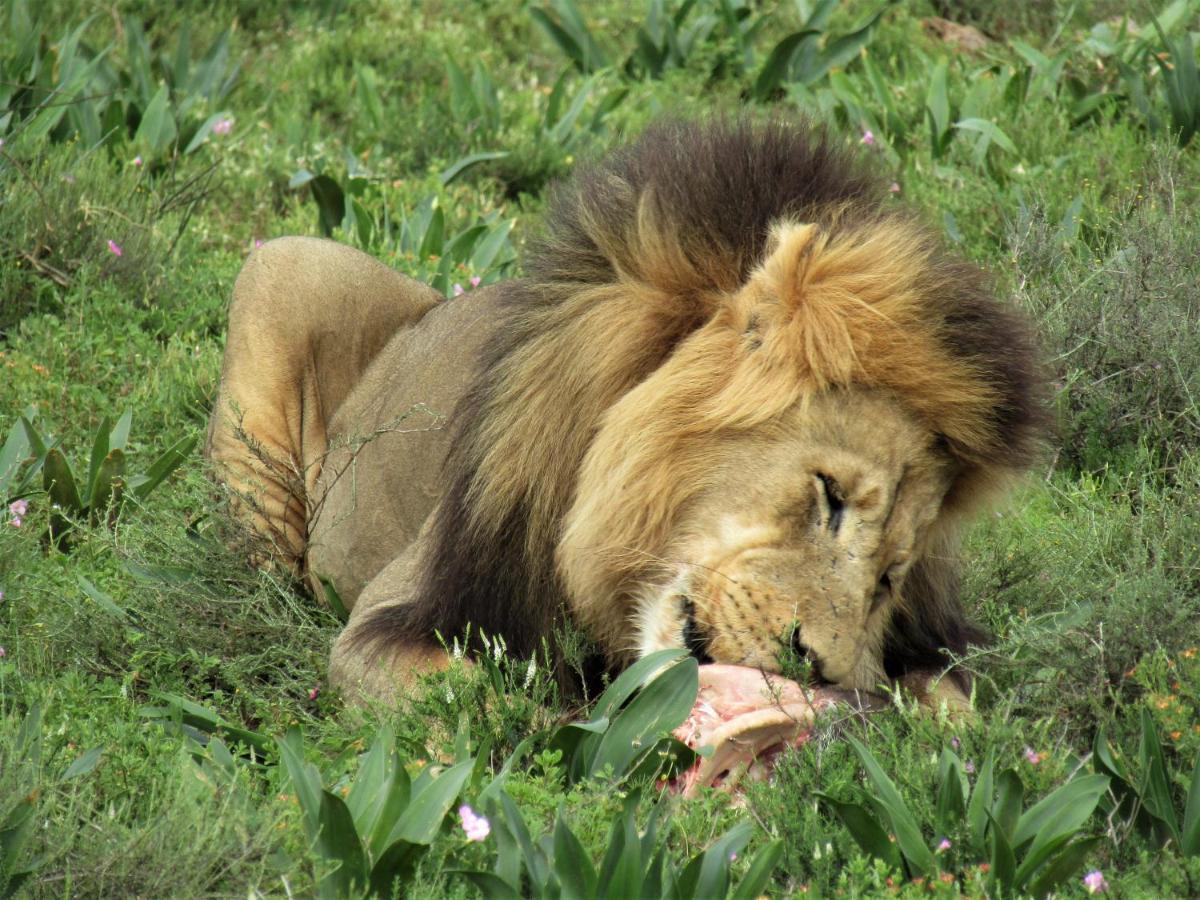 Chrislin African Lodge Addo Luaran gambar